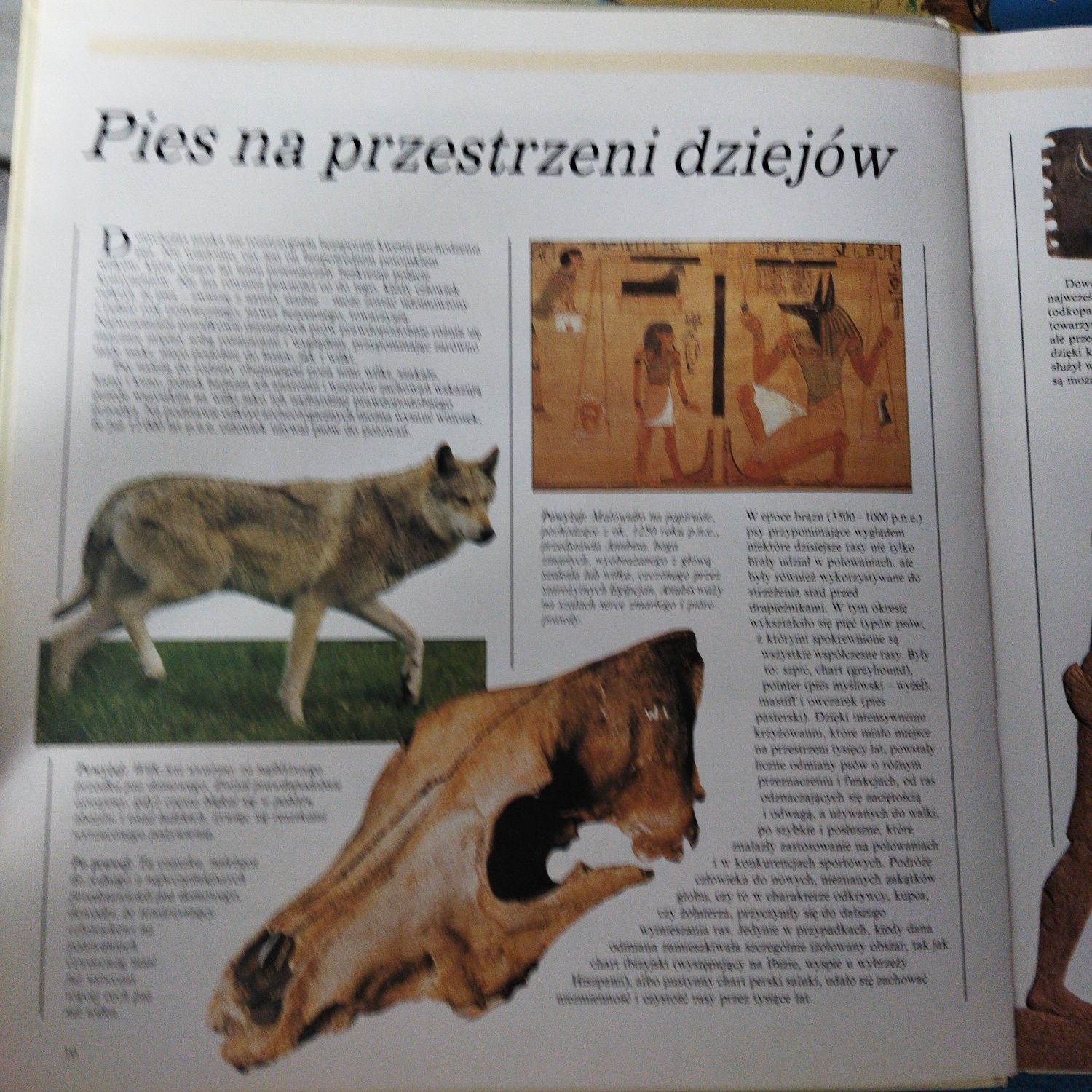 Wszystko o psie bogato ilustrowany atlas
