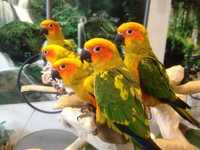попугай Аратинга - птенцы выкормыши наше разведение