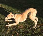 Whippet Macho (Galgo)
