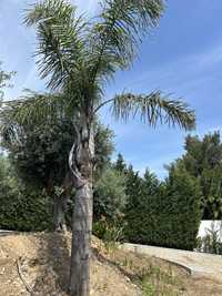 Palmeira real, 6 metros altura - Recolha em Albarraque
