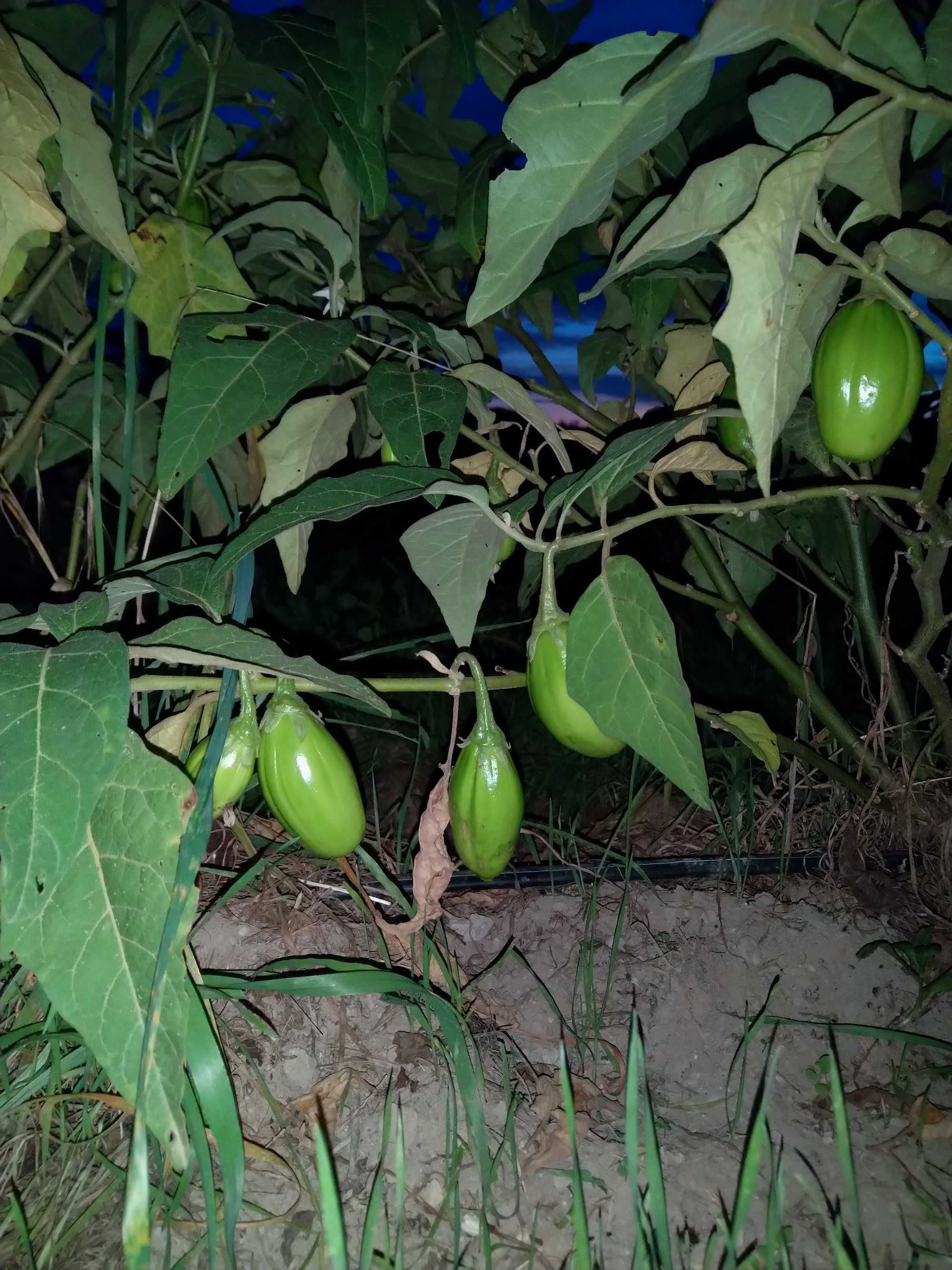 Pimenta várias variedades