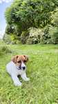 Gładkowłosy jack russell terrier, doskonaly rodowód ZKwP FCI
