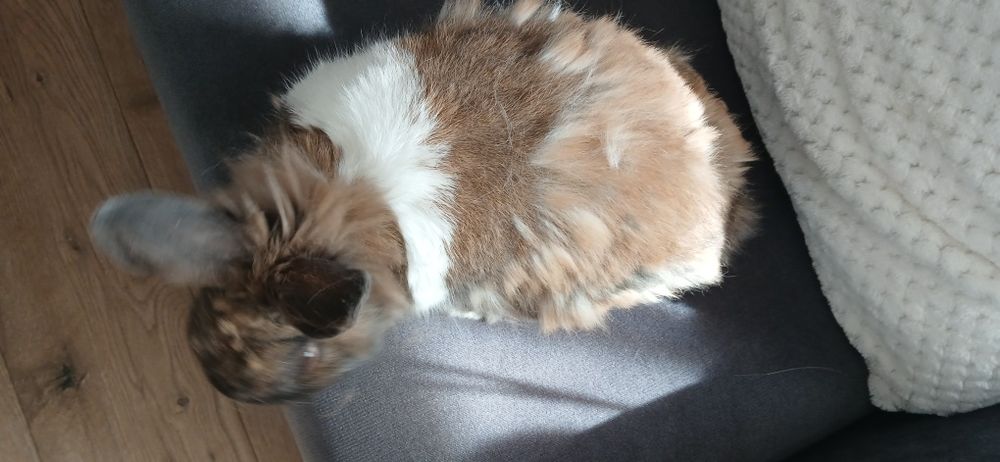 Oddam królika 8 letniego