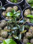 Bucephalandra biblis i sintag