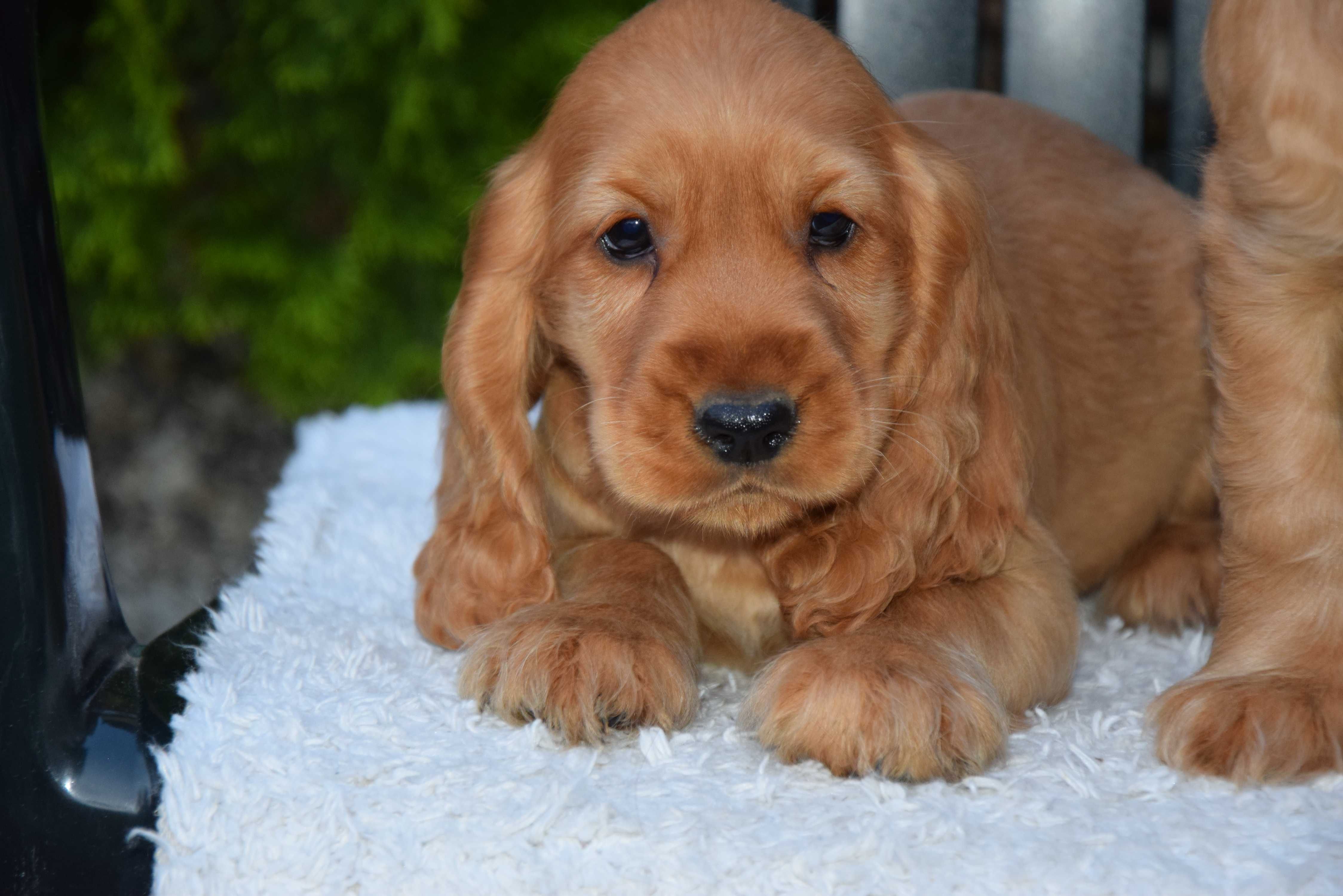 Cocker Spaniel - szczenię