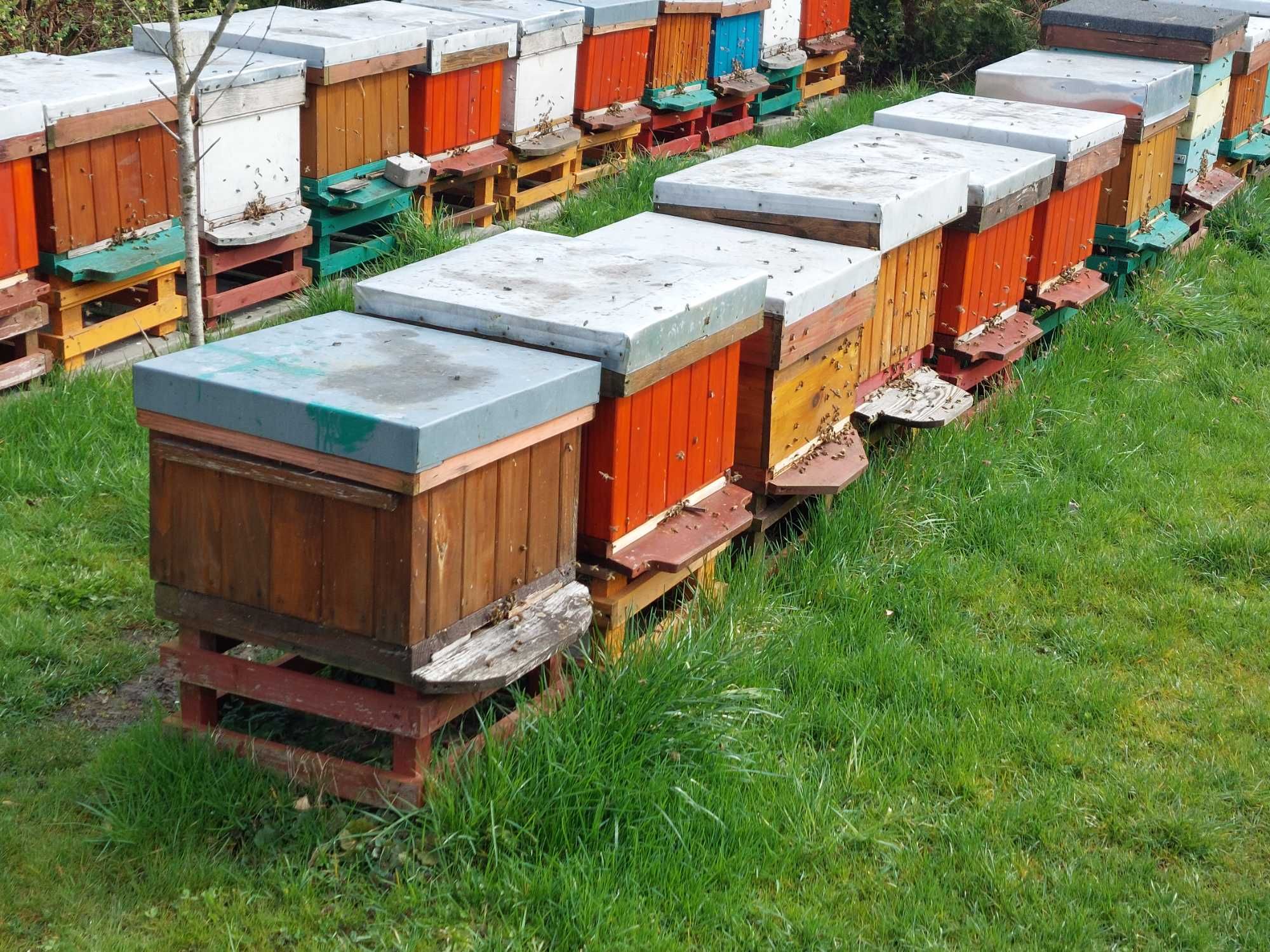 rodziny pszczele na ramce wielkopolskiej