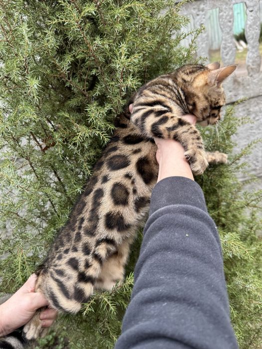 Терміново дівчинка бенгальська з документами