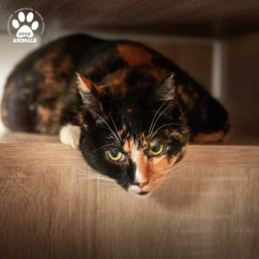 Śliczna kotka do adopcji! Poznajcie Leię!