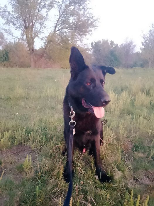 Отдам немецкую овчарку