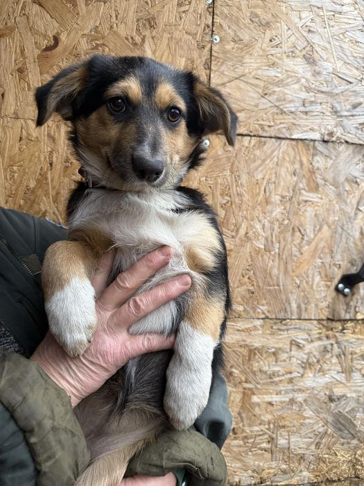 Вакциноване цуценя в добрі руки