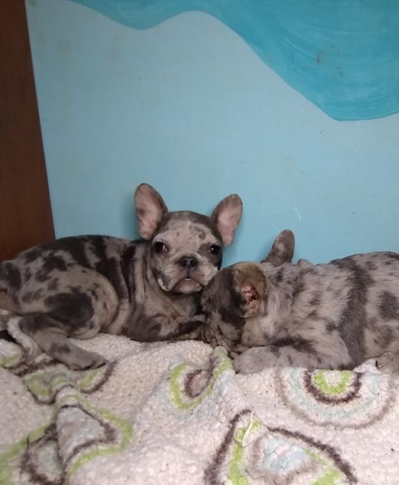 Хлопчики мерле .