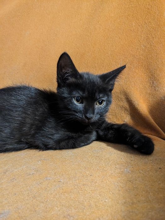 Кошеня від британки