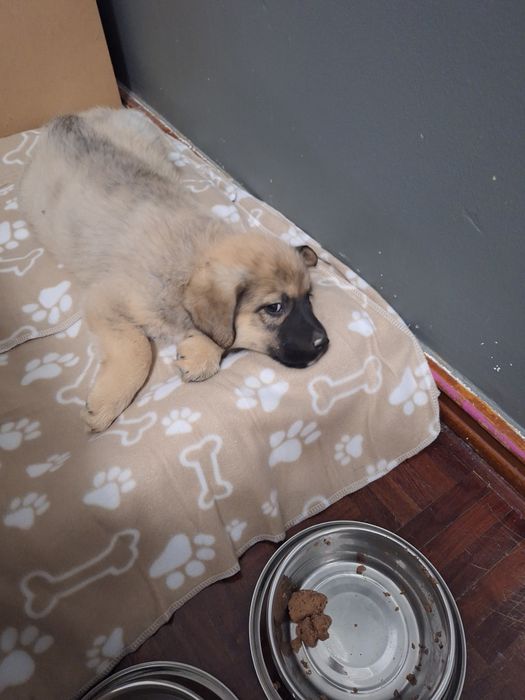 Cachorrinho de 2 meses