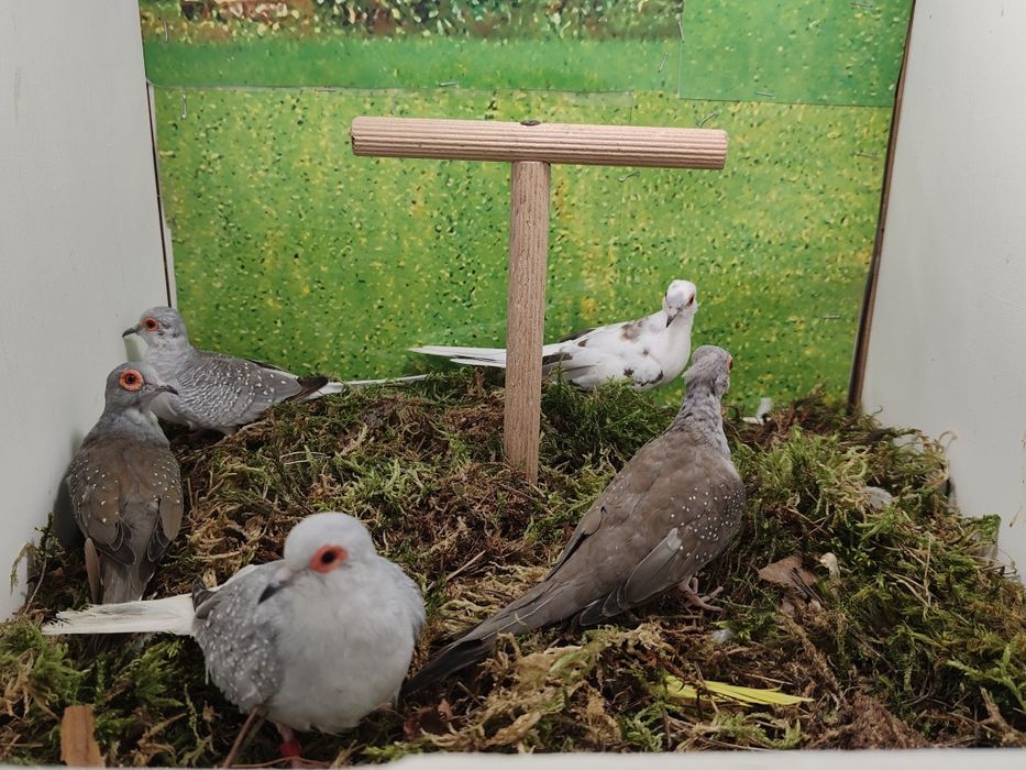 Gołąbki diamentowe