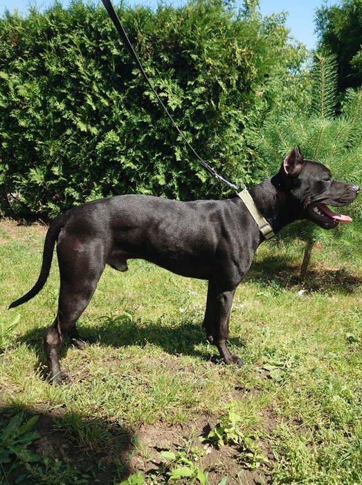 американський пітбуль. АПБТ Доставка. Pitbull. Харків
