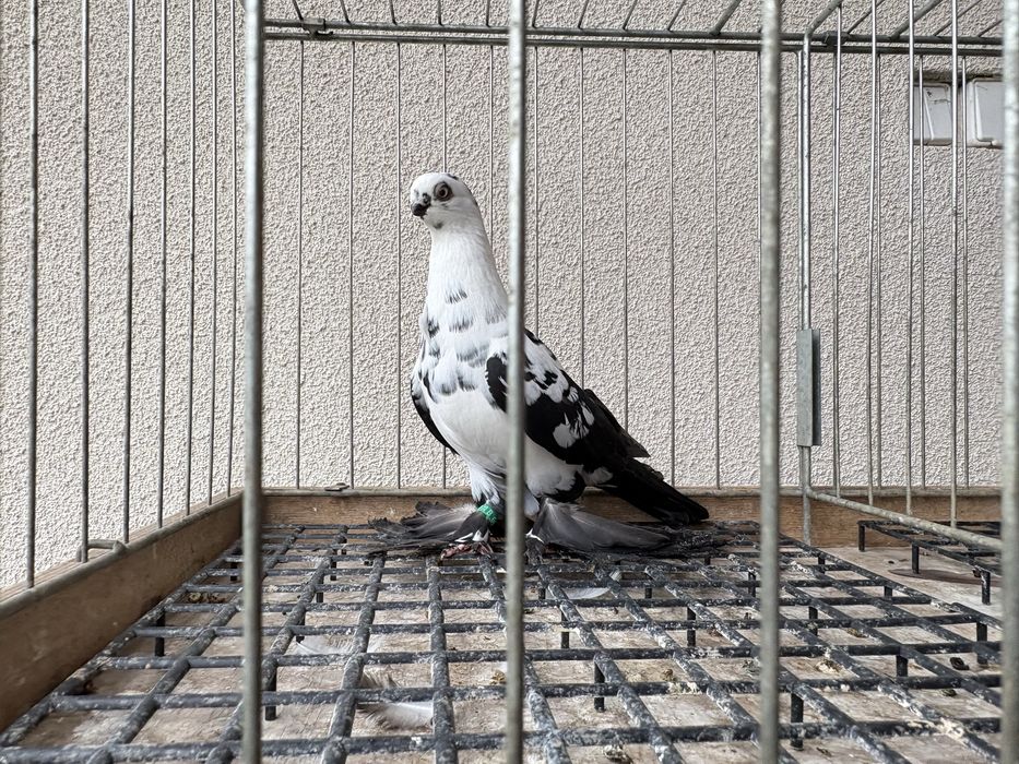 Motyle czarne gołębie ozdobne