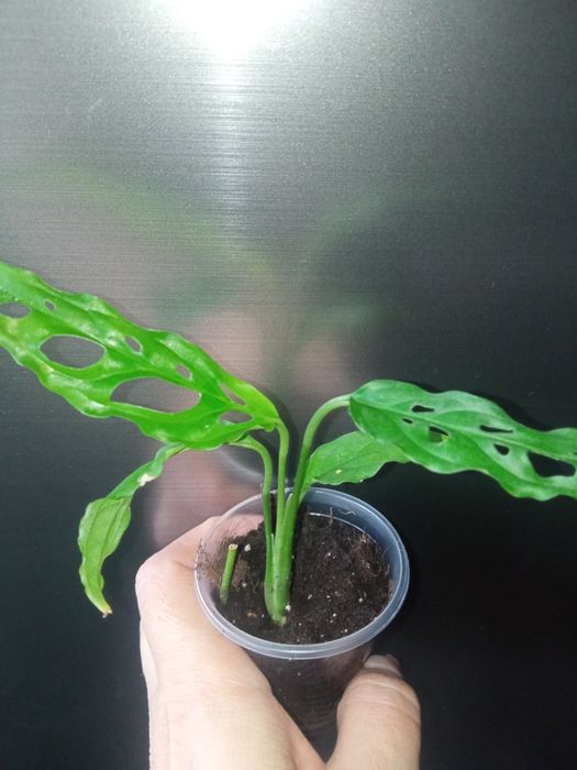 Монстера Обліква Перу