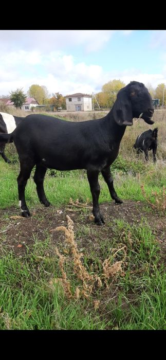 Англо - нубiйська кiзонька 100% .