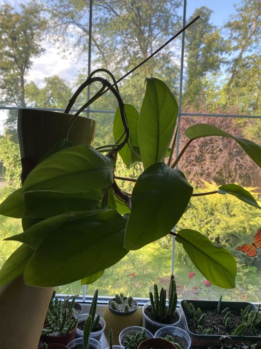 Філодендрон лайм