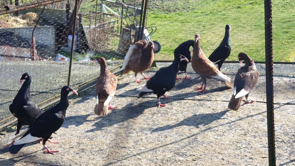 Sprzedam bródki podbródki  ndl