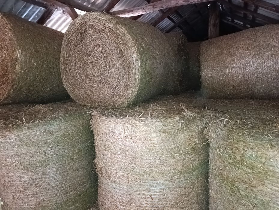 Słoma od pszenicy 120cm