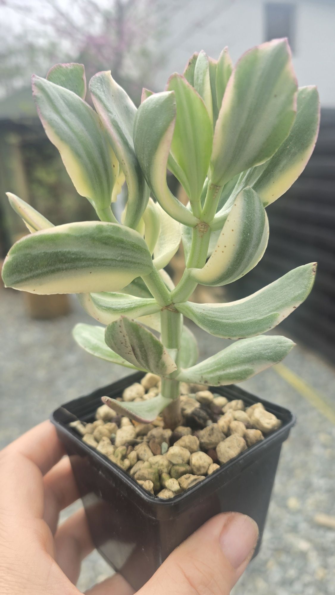 Crassula Tricolor