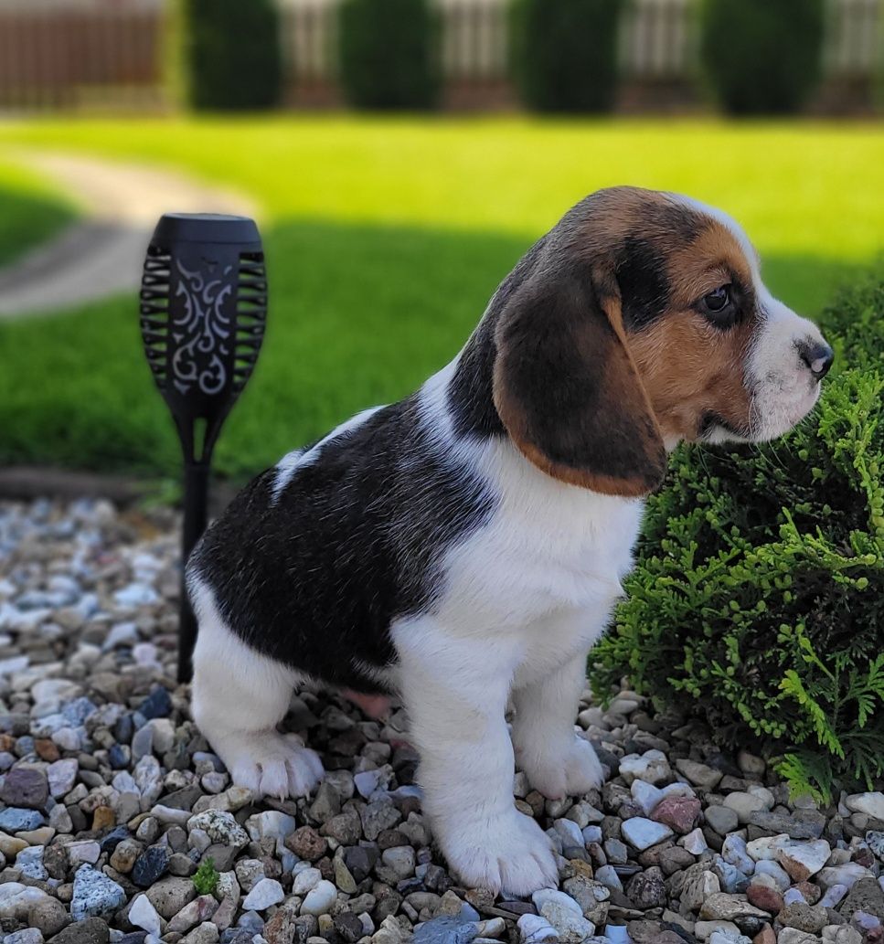 Beagel Piesek Tricolor