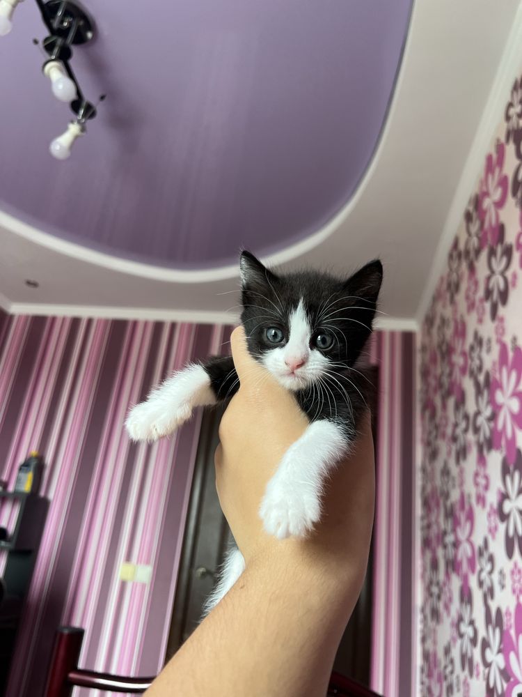 Віддамо кошенят.