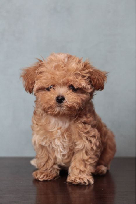 Очень крошечные малыши Мальтипу Ф1 !!!