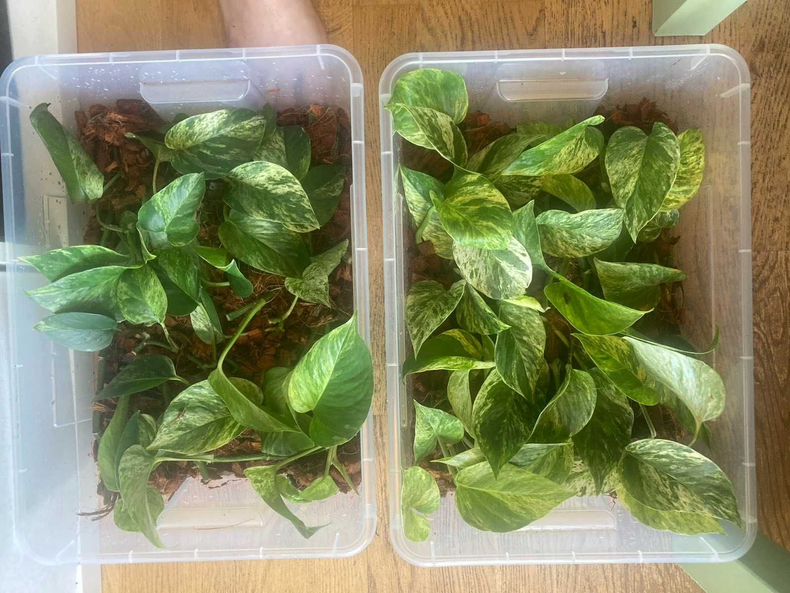 Epipremnum marble queen - sadzonki/szczepki