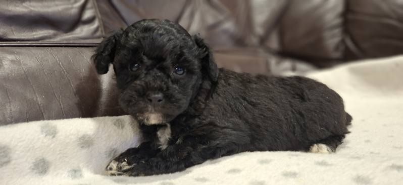 Suczka pudel mini z metryką