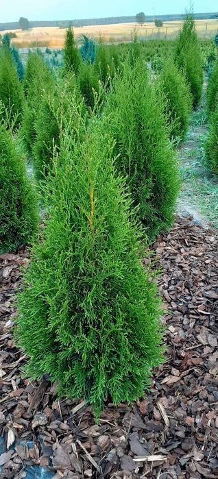 Tuja Szmaragd 110-120cm