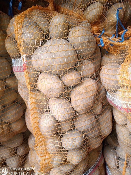 Michalina Ignacy ziemniak jadalny