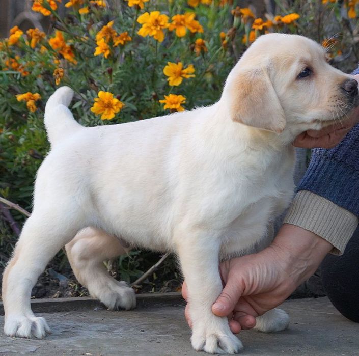 Лабрадор- компаньон на всю жизнь