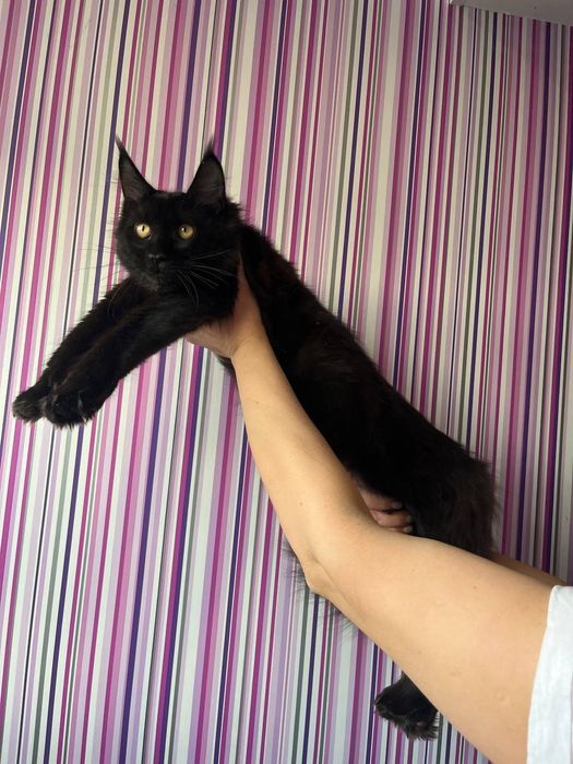 Кошенята мейн кун