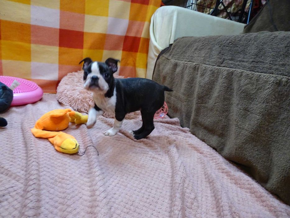 Boston Terrier suczka FCI