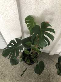 Kwiat   monstera