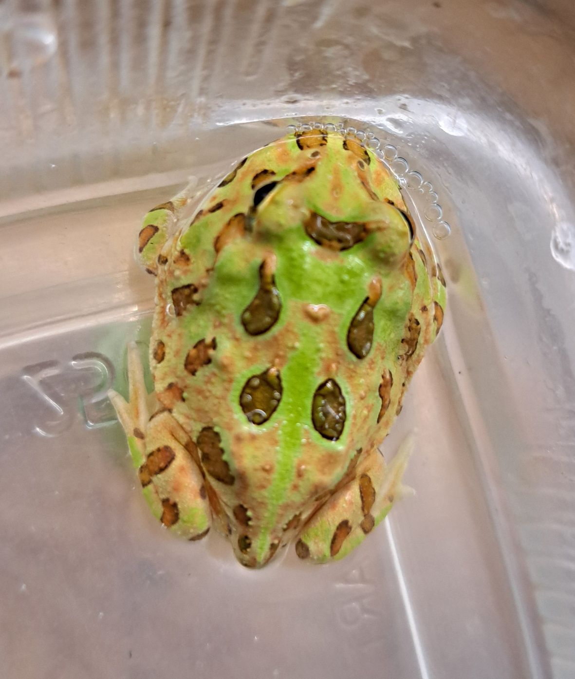 Żaba rogata / Ceratophrys cranwelli / Płazy