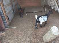 Cabras anas prontas a criar