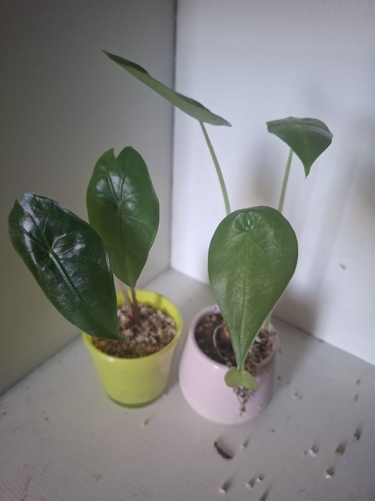 Alokazja alocasia trzy maluchy