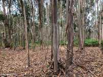 Terreno  para venda