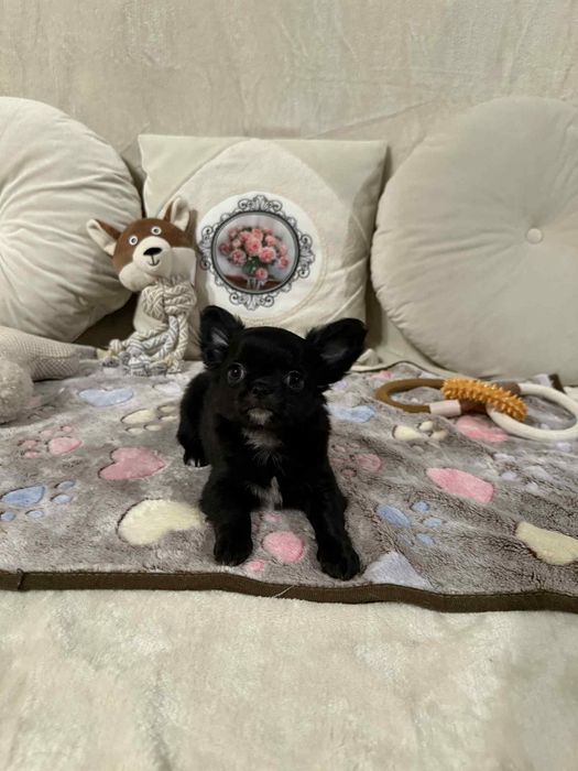 Chihuahua długowłosy mini xxs SAMIEC