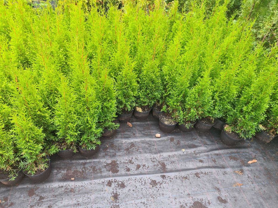 PRODUCENT Tuja Szmaragd Smaragd 50-60cm w doniczce pewne przyjecie