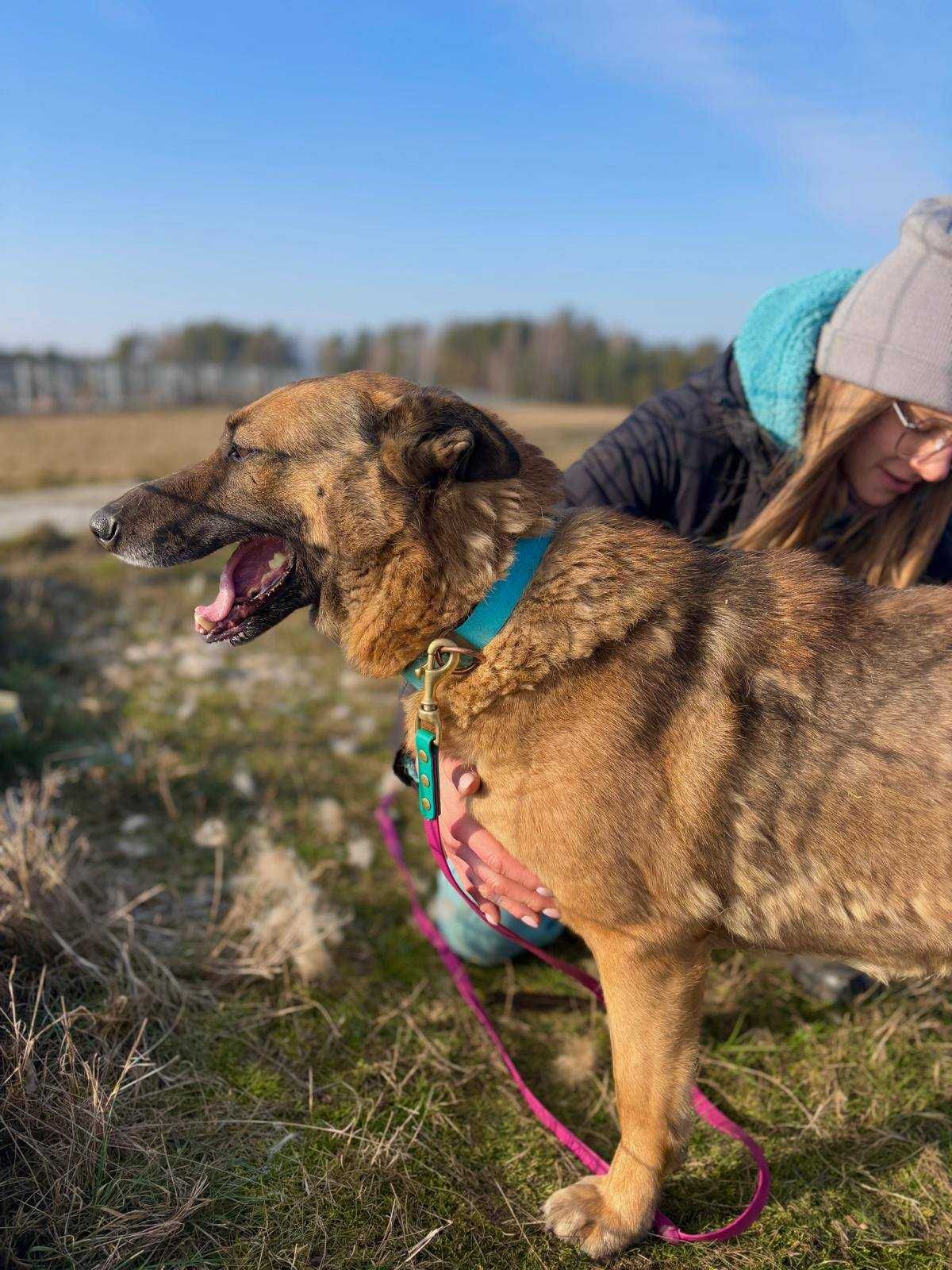 Sunia w typie owczarka niemieckiego Beta, serdeczna, inteligentna