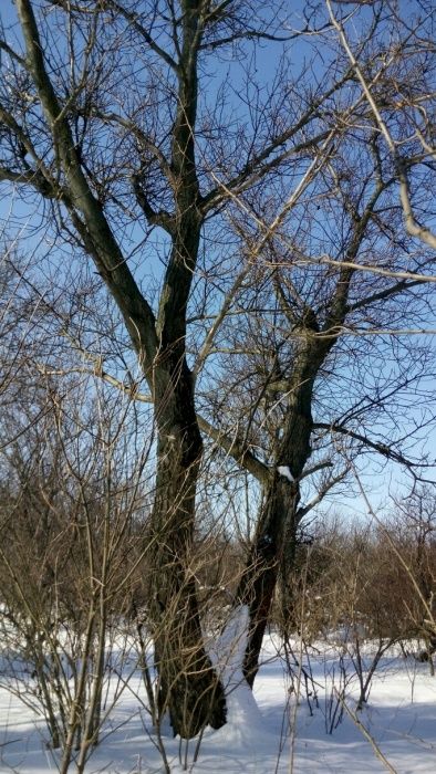 Дерева стовбур доска дошка горіх грецький щепа корінь кругляк