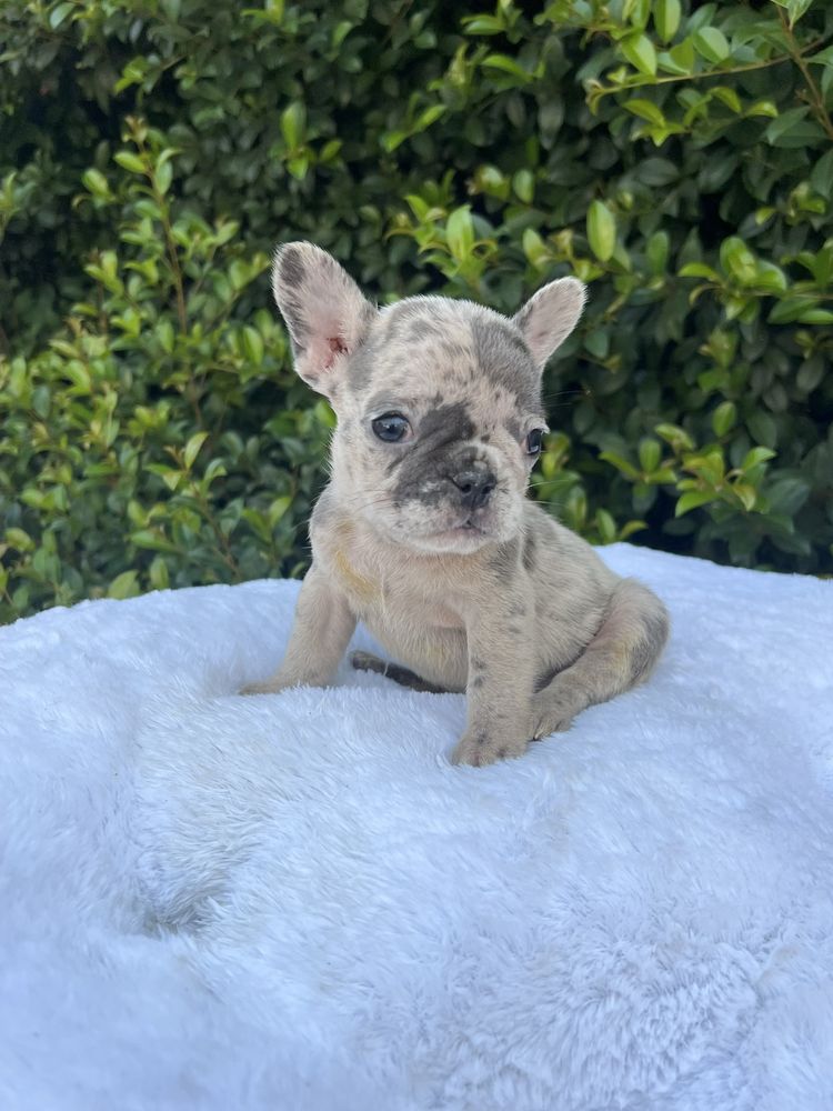 Bulldog frances femea blue merle