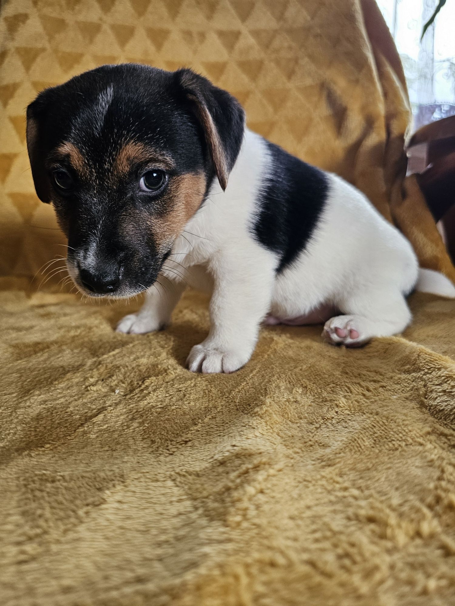 Piesek Jack Russell Terrier