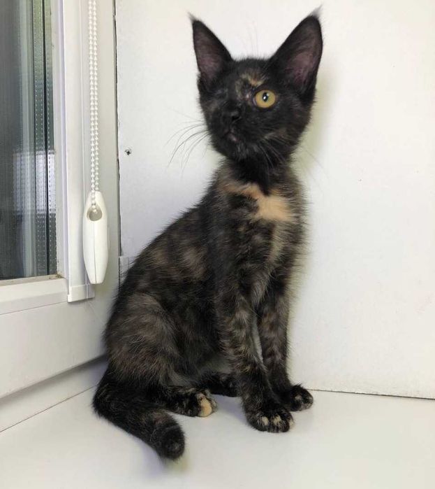 Трёхмесячный котёнок Марочка-Марик ждёт своих любящих родителей!