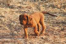 Cachorra Leão da Rodésia