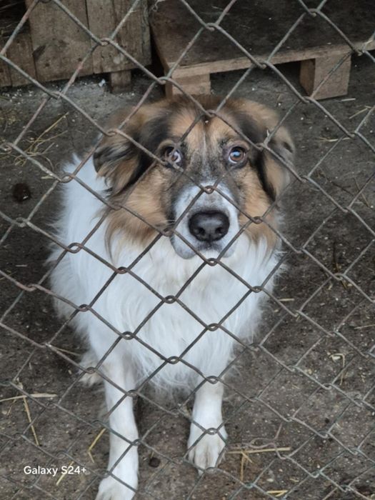 Zwrot po 6 latach od adopcji, szukamy domu!!